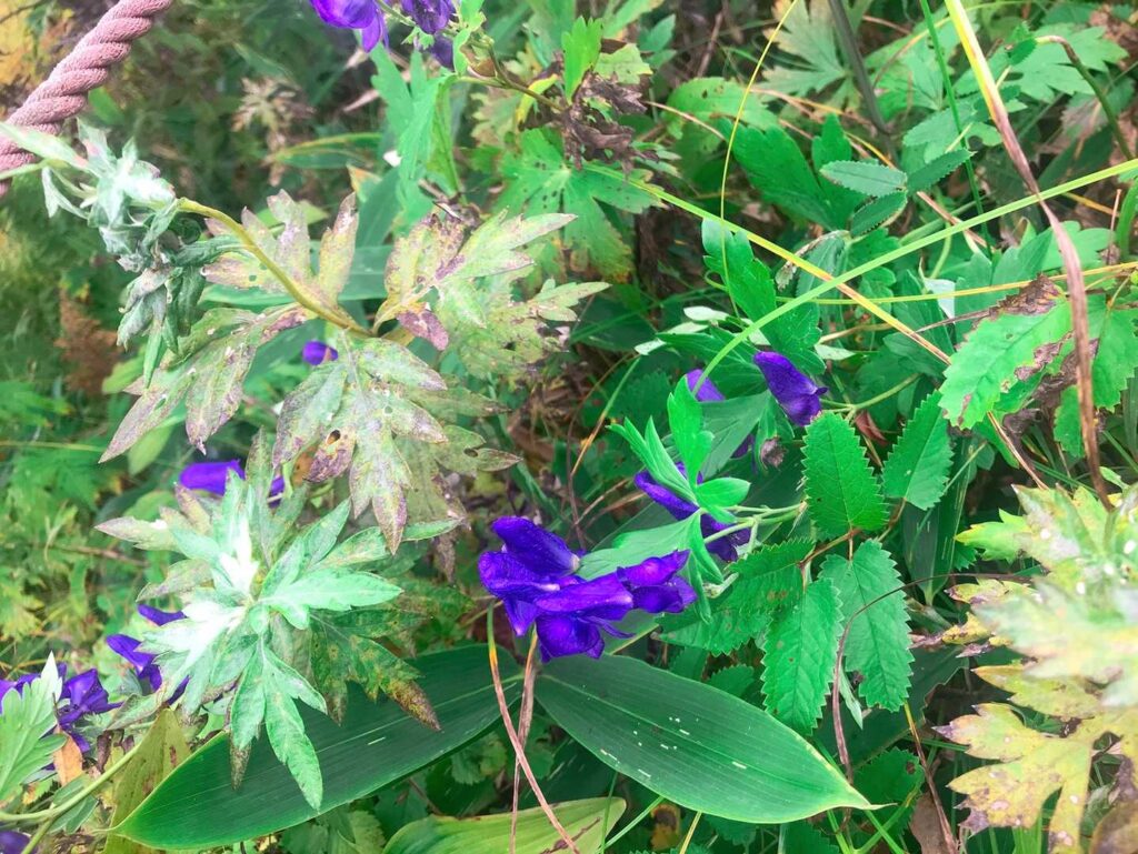 トリカブト。鮮やかな紫色