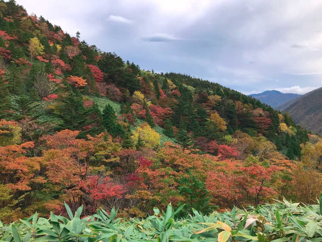 紅葉に染まる山の斜面