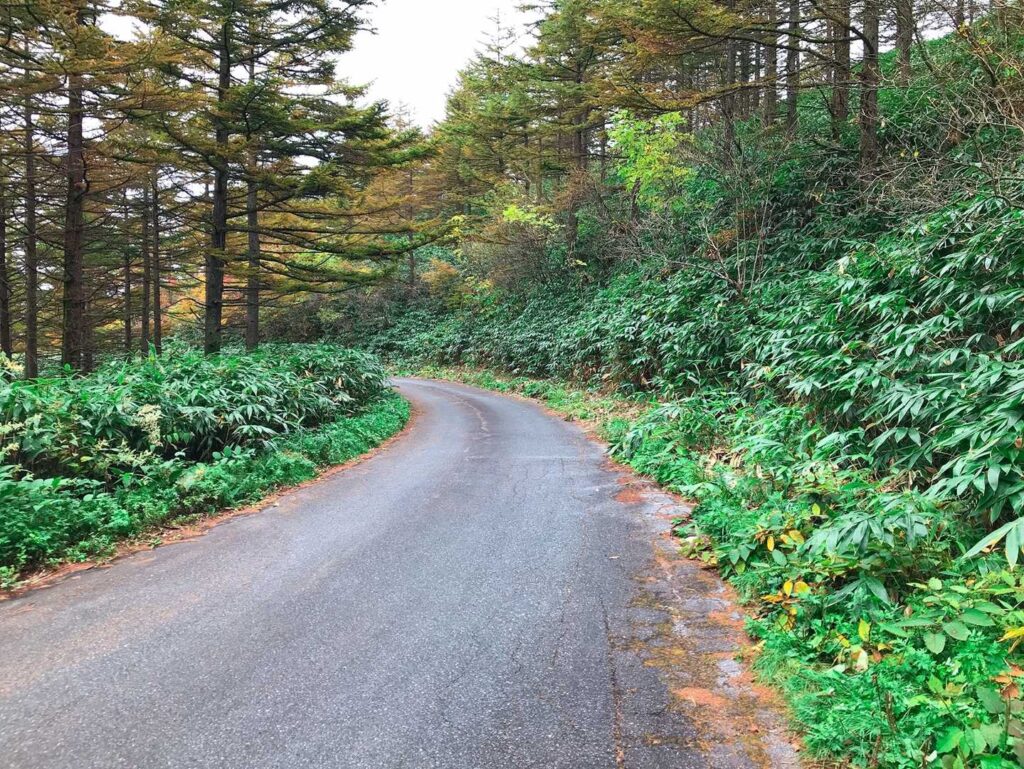 アスファルトの林道