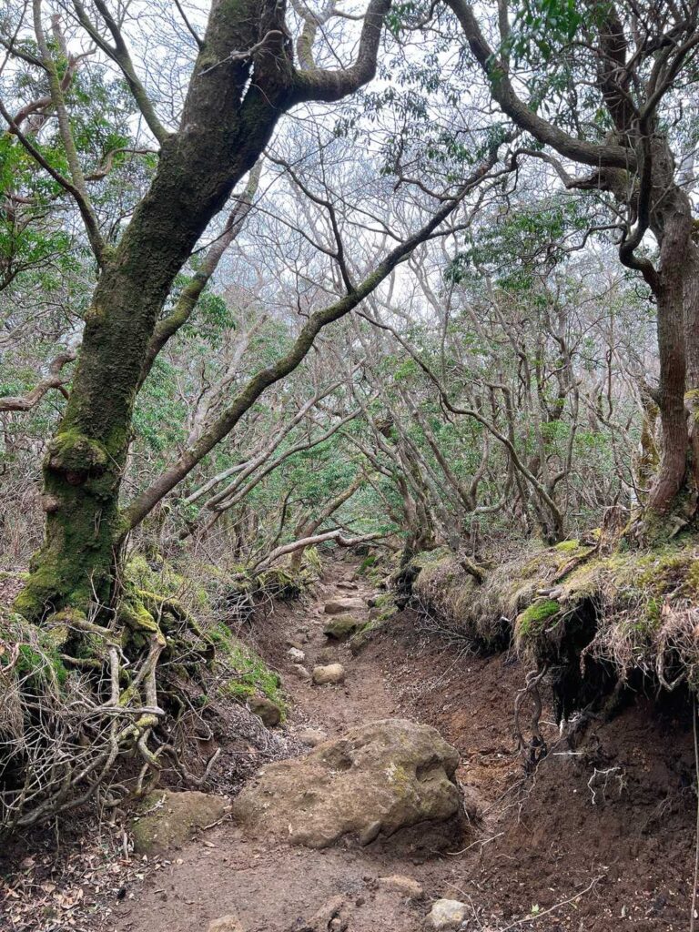 アセビのトンネルの中