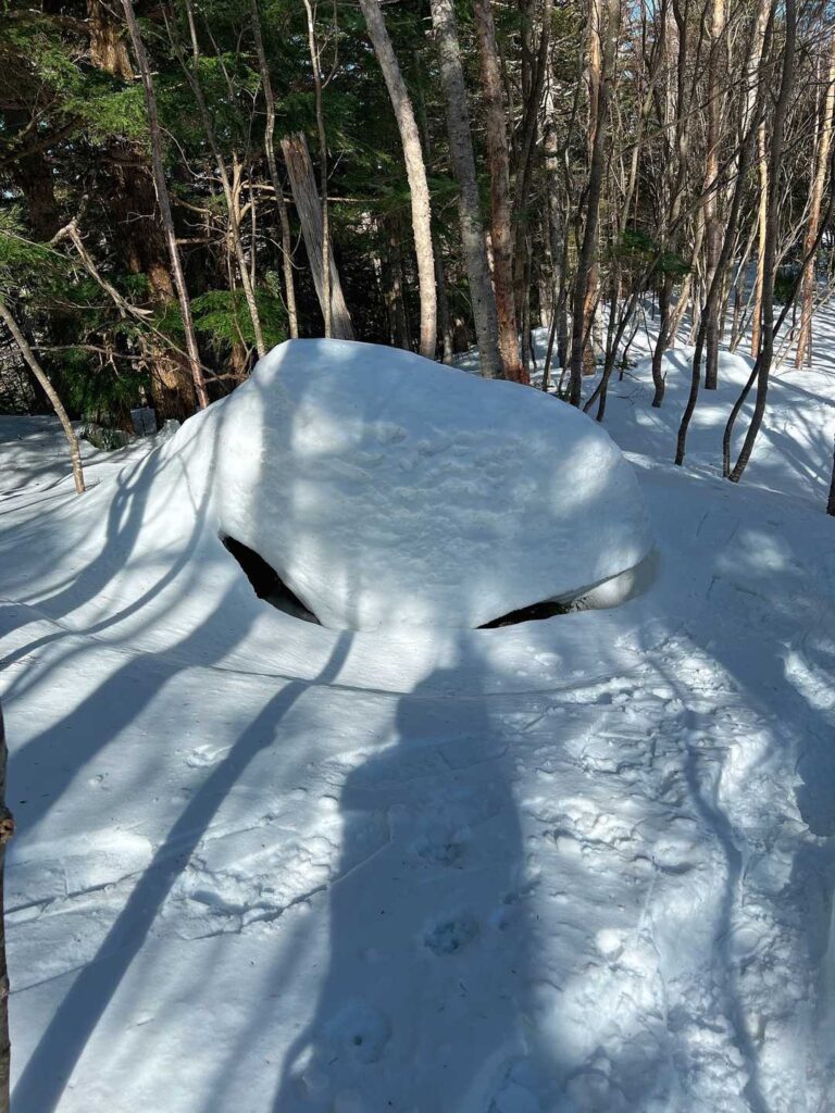 かまくらみたいなツリーホール