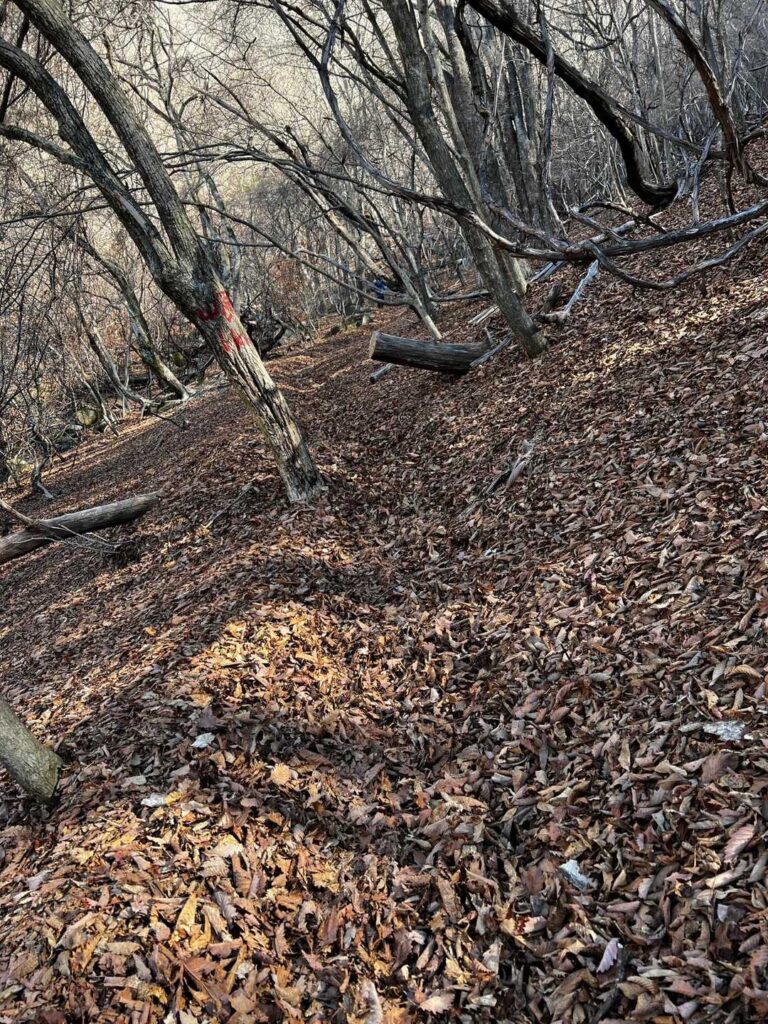 フワフワを歩いて