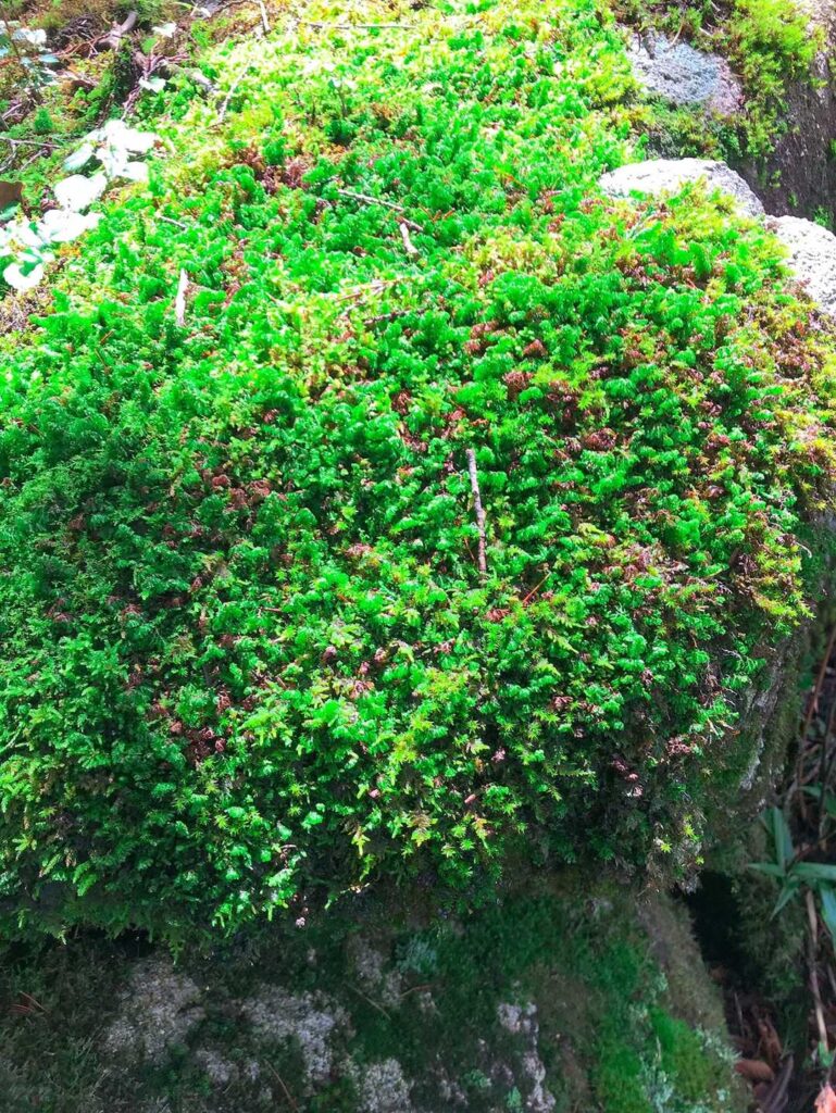 登山道沿いの苔と植物