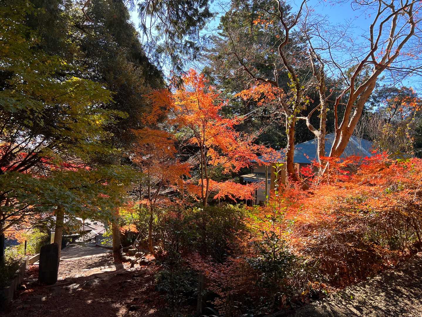 降りてきたよ〜