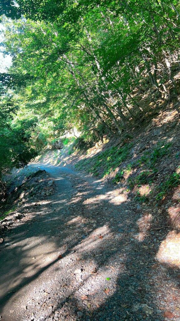 林道から再び山道へ