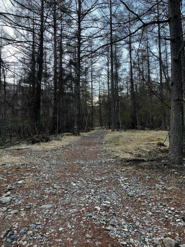 カラマツ林の登山道