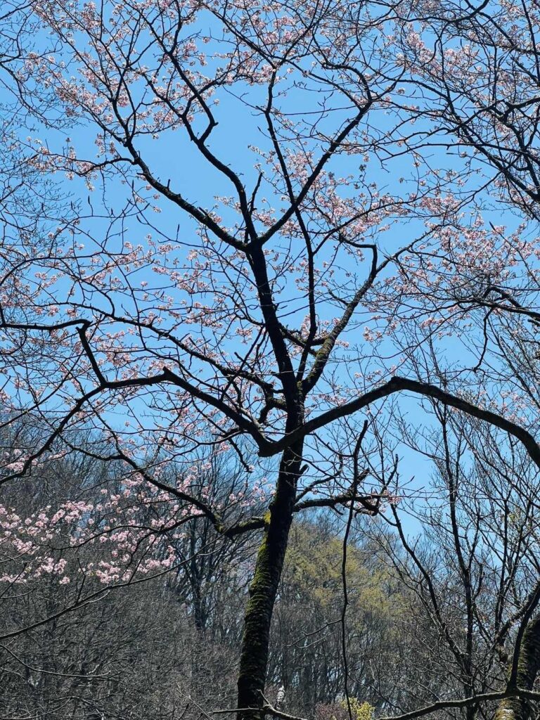 咲いてるよ（道沿いに咲く花）