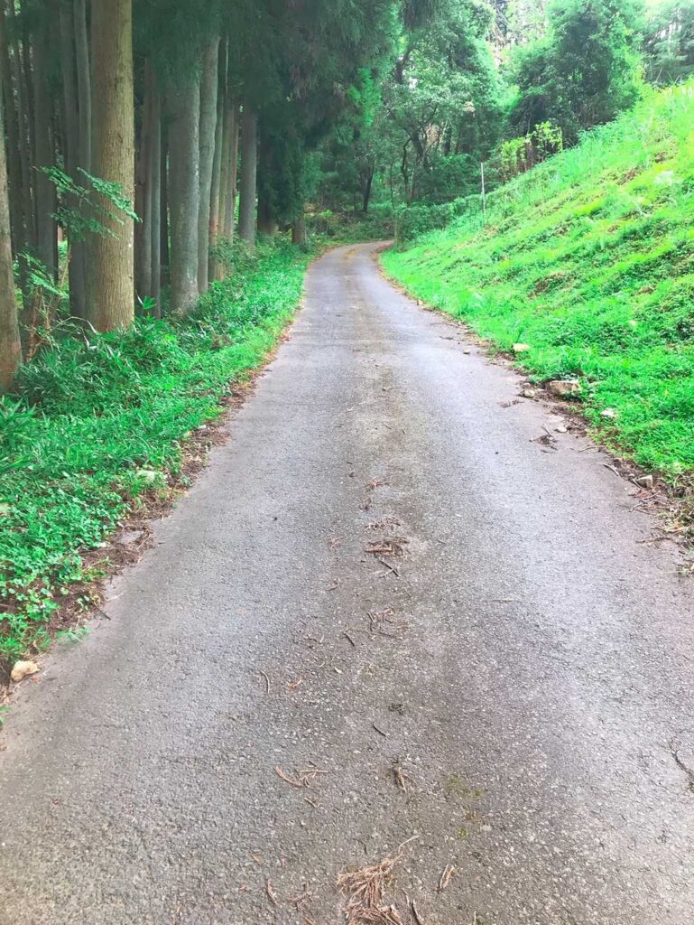 舗装された林道、杉林沿い