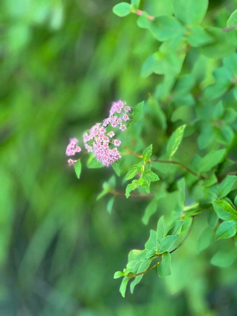 途中の🌸も綺麗に