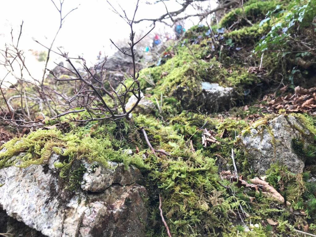 苔の庭園👍