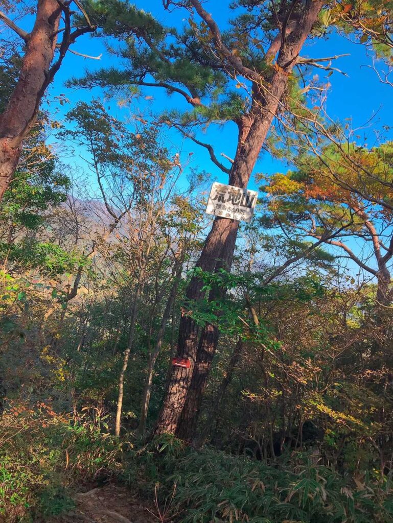 荒地山付近の樹林帯