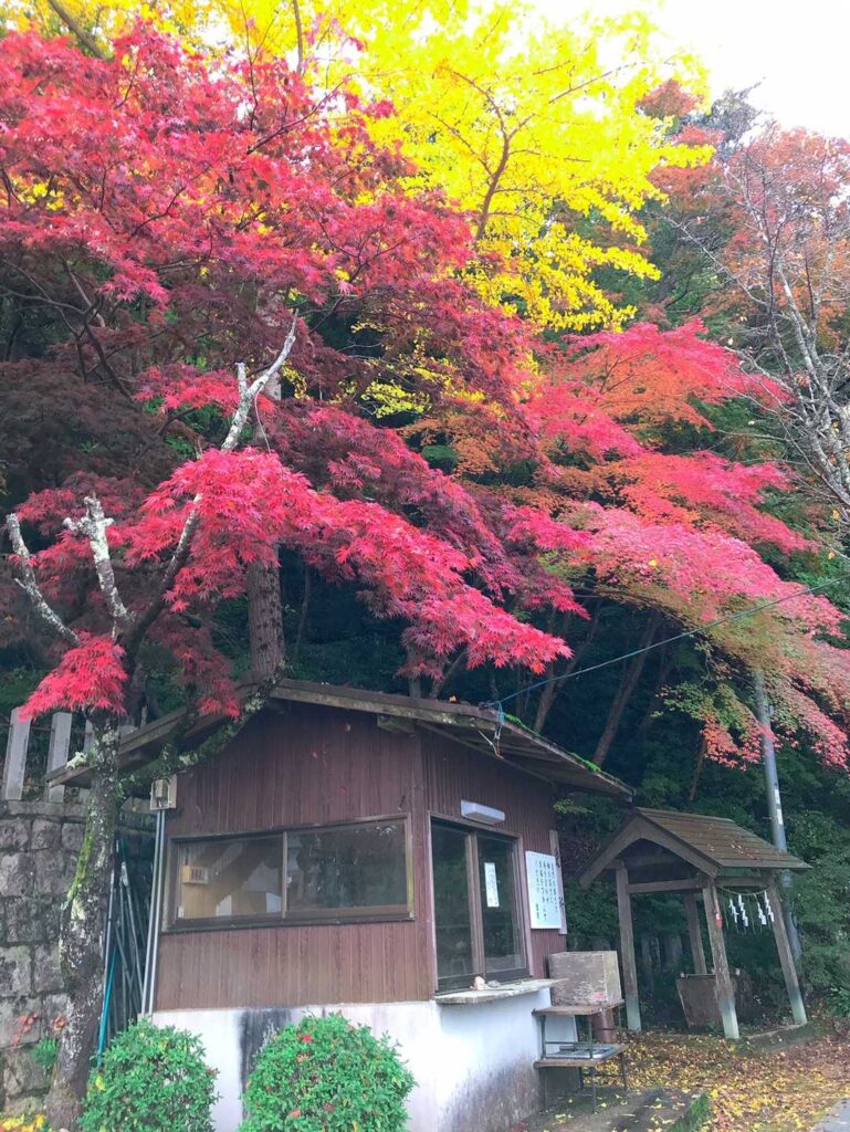 登ってみたらそこに紅葉が