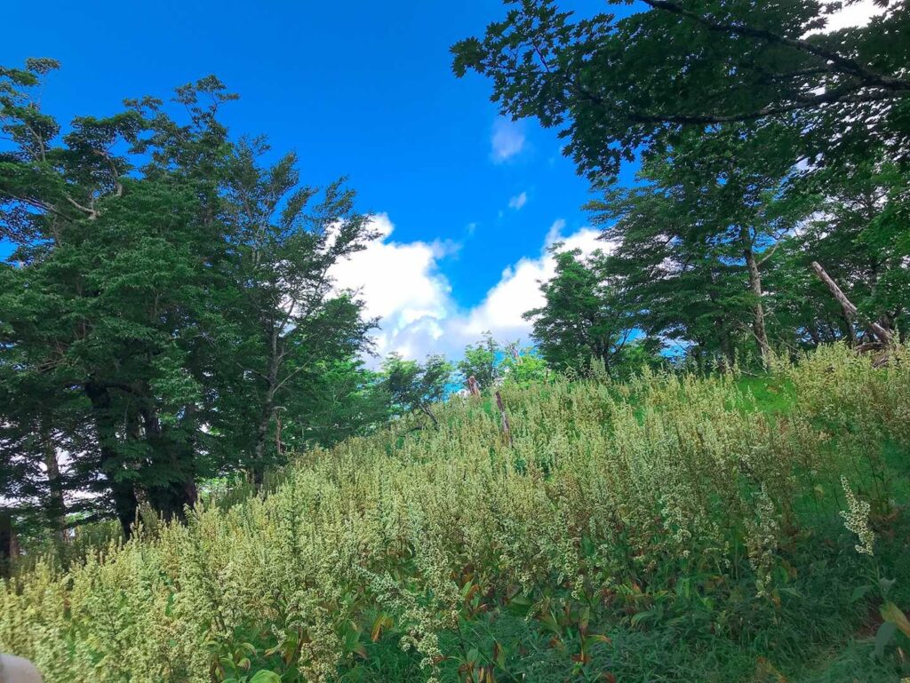 視界が開ける場所からの景色