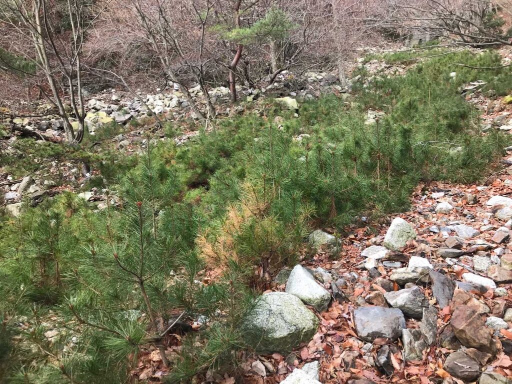 松の子達をこえ😆