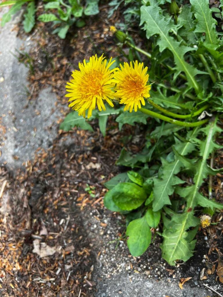 たんぽぽに癒される