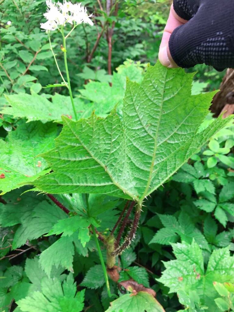 トゲのある葉っぱ