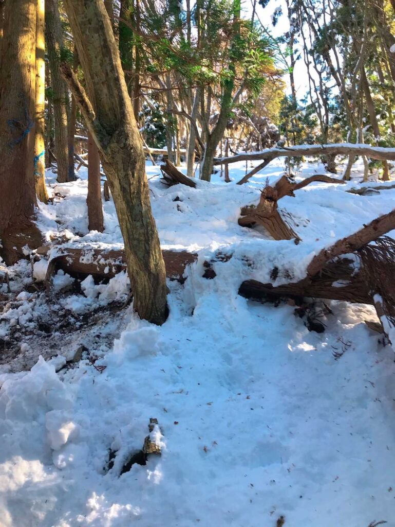 だんだんと白くなってきた登山道
