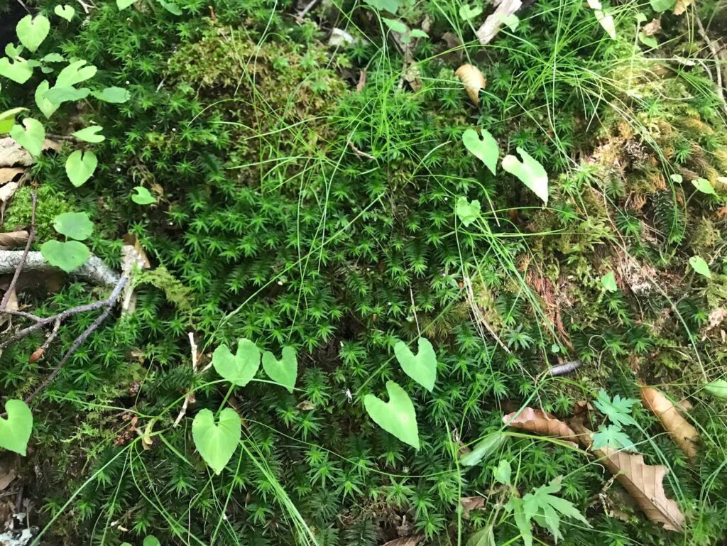苔の上のハート型の葉っぱ
