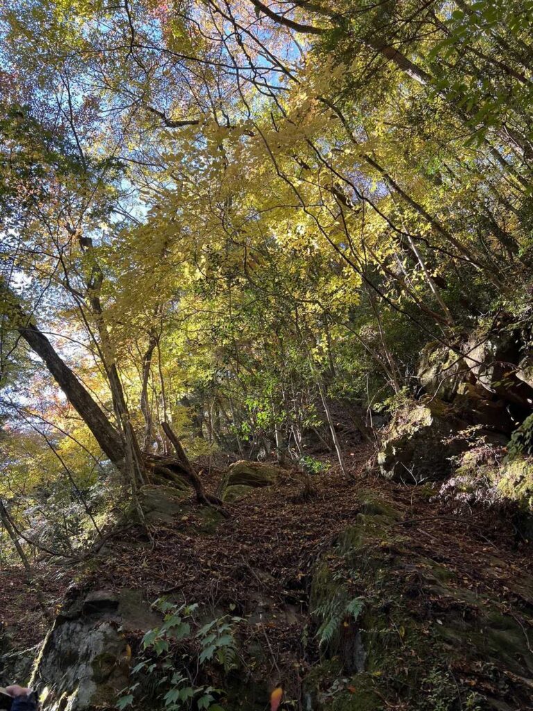 風に吹かれて舞い落ちる紅葉