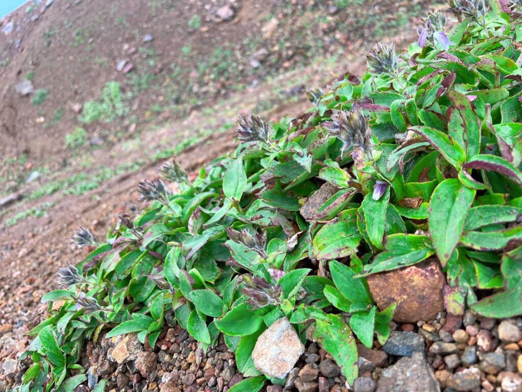 阿寒富士方面へ