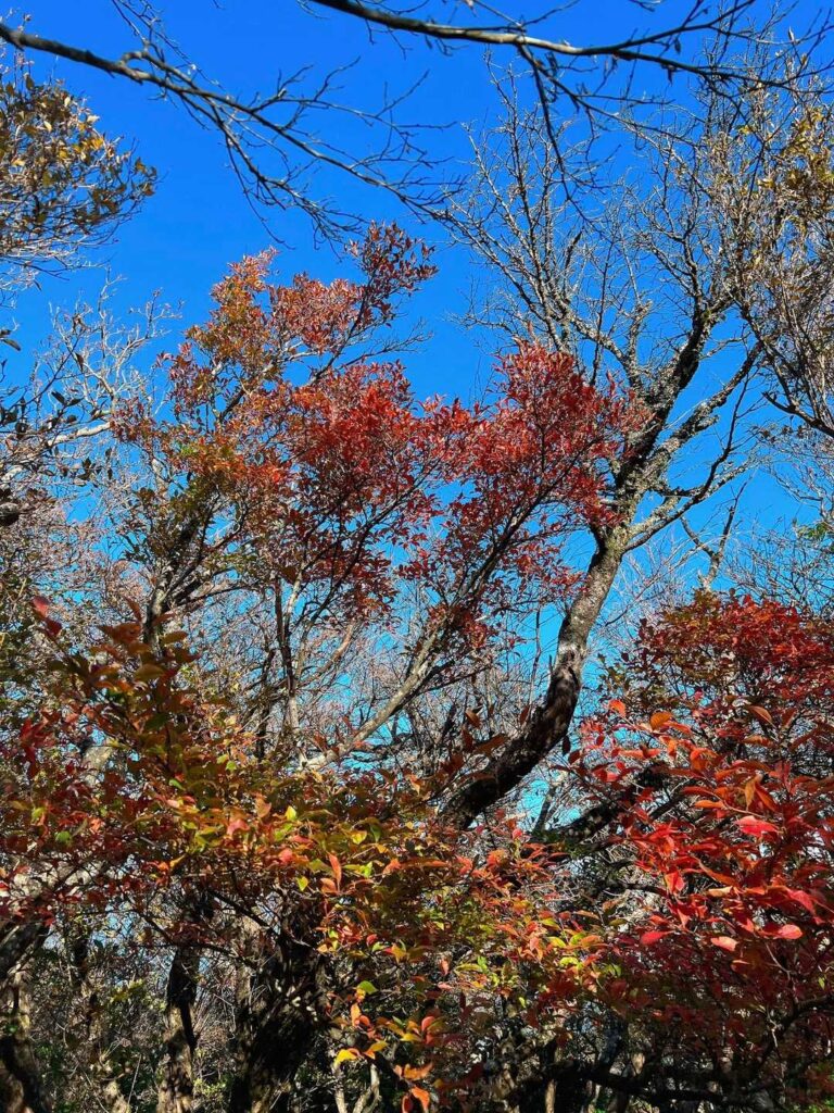 赤く色づいた紅葉と青空