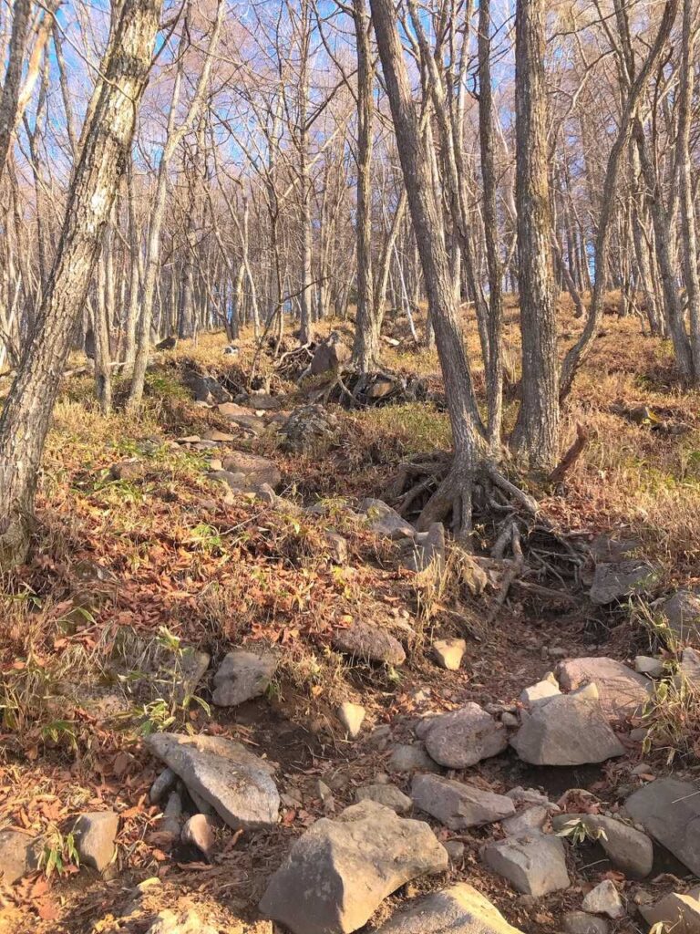 急に雪がなくなった区間