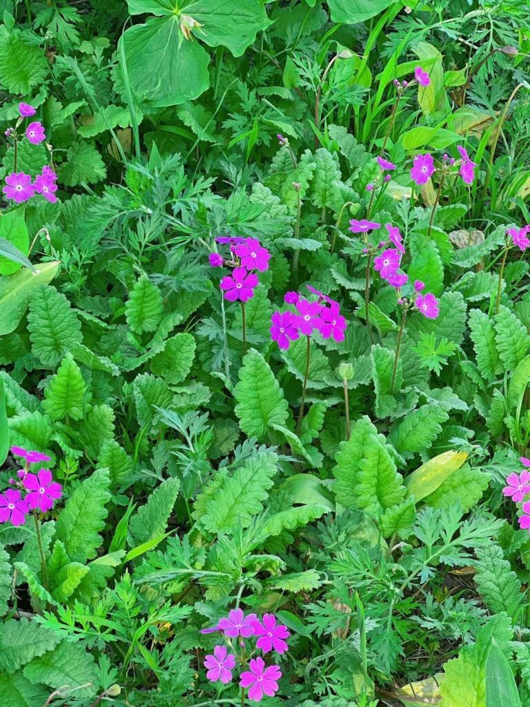 最後に / サクラソウと