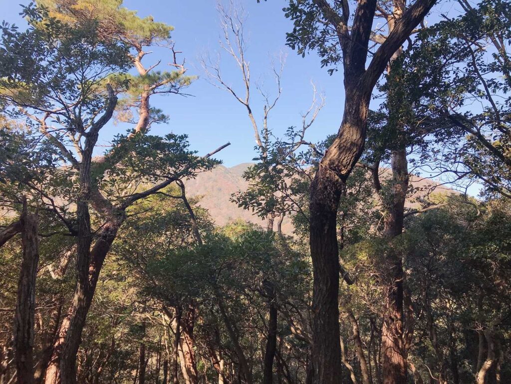 木々の間から入道ヶ岳の山頂が一瞬見える