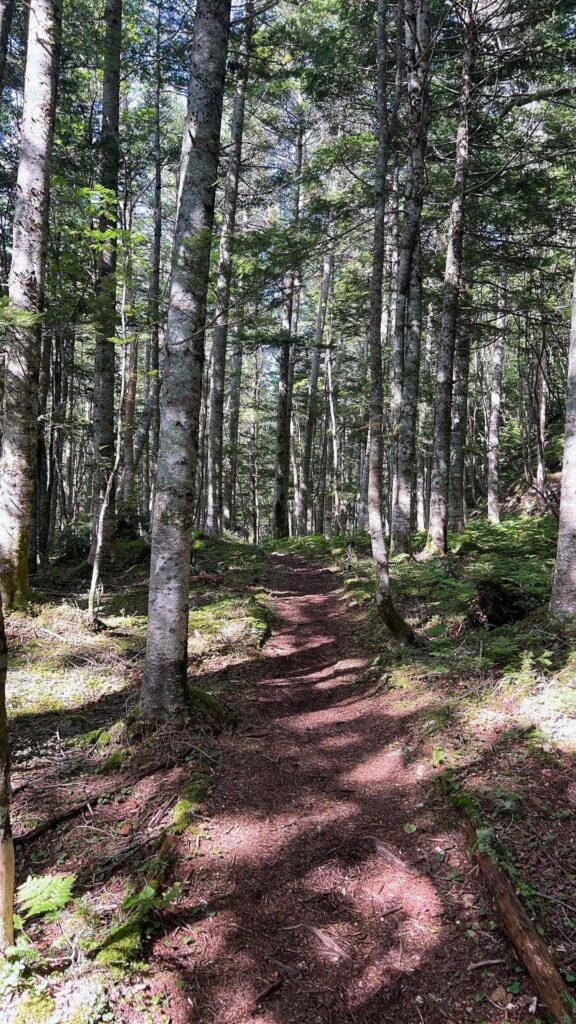 樹林帯の気持ちいい道