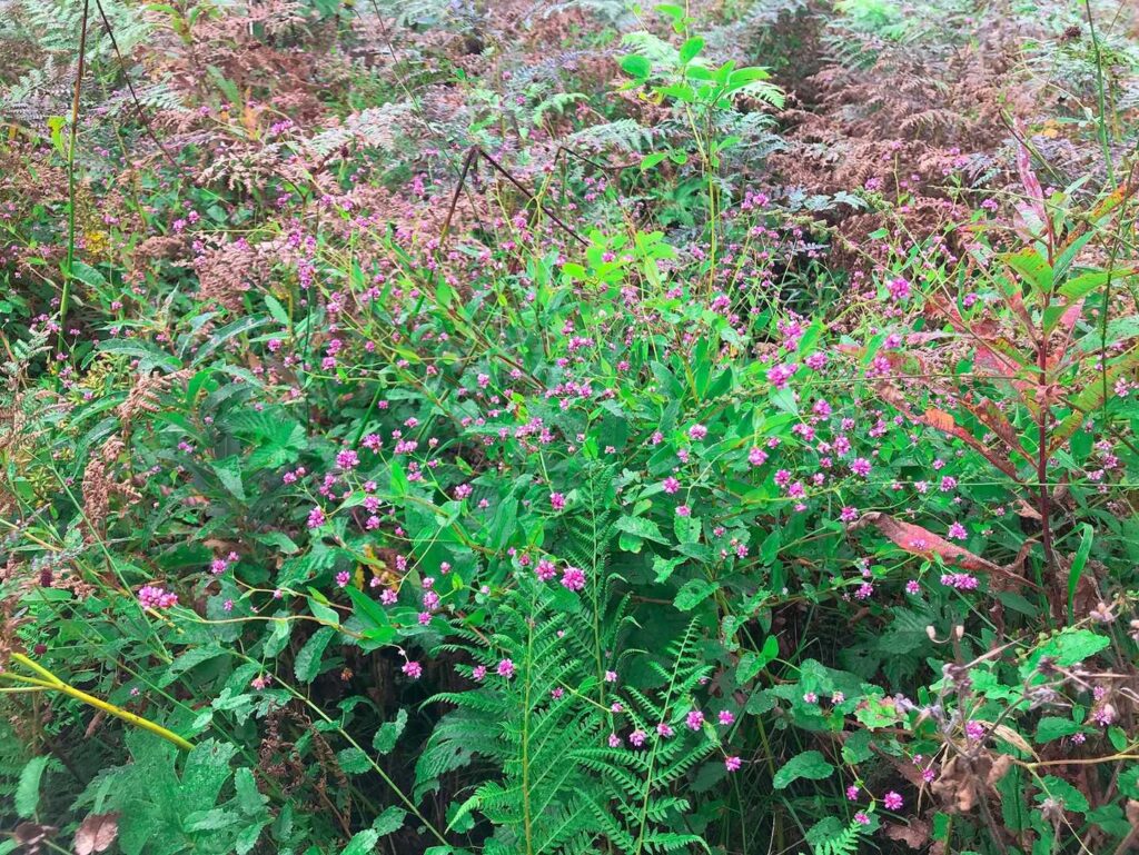 ビーナスの丘付近の高原