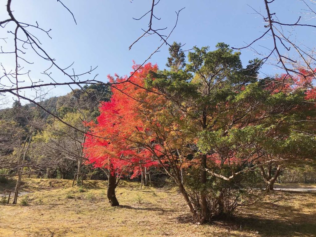 平地にも紅葉が降りてきた11月の朝