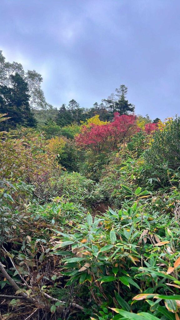 紅葉が始まった登山道