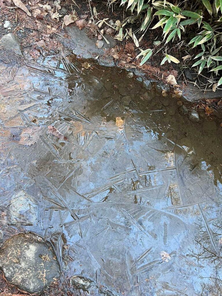 この時期になると凍りますね