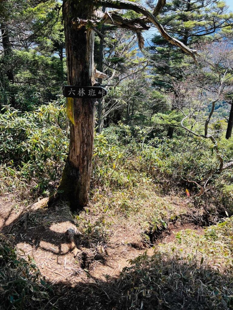 笹藪ゾーンへの分岐