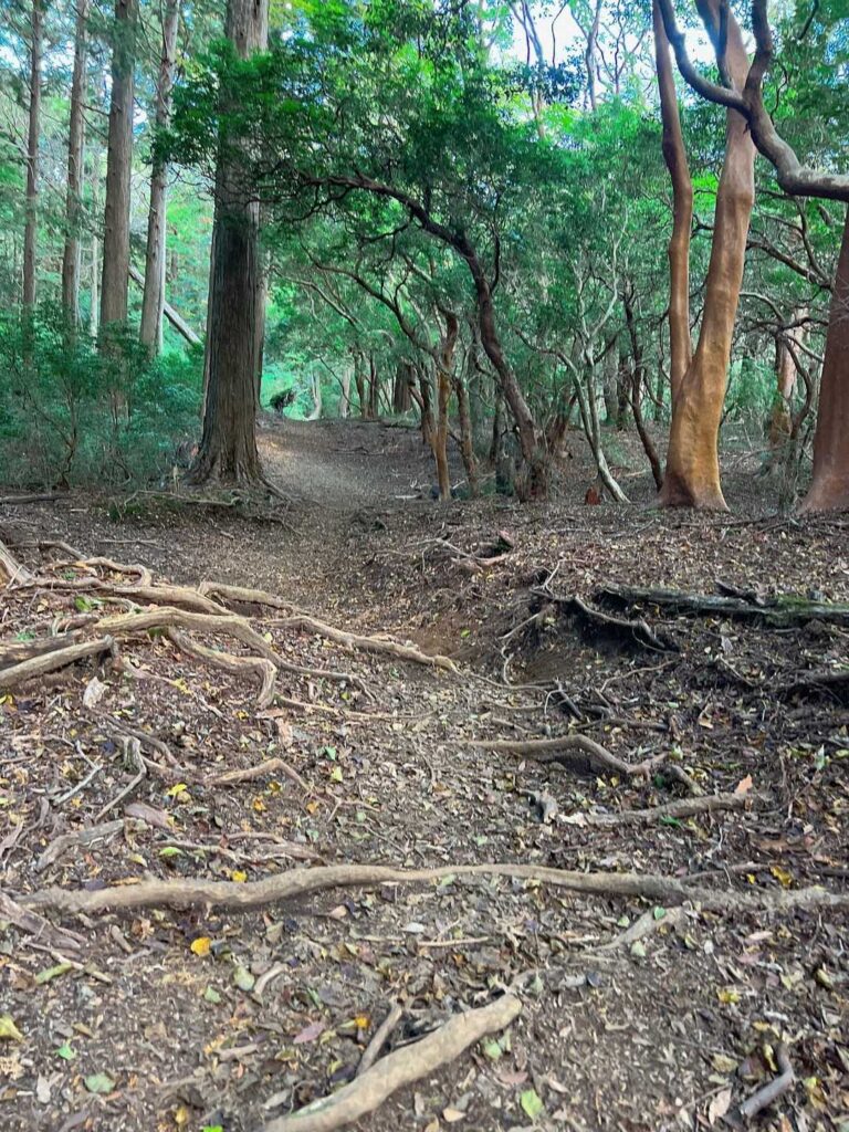 ヒメシャラ林の根が露出した登山道