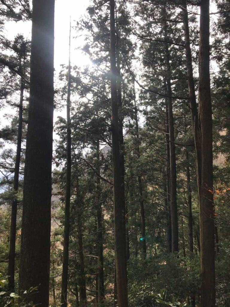 今日は曇りだけど少し日を感じながら