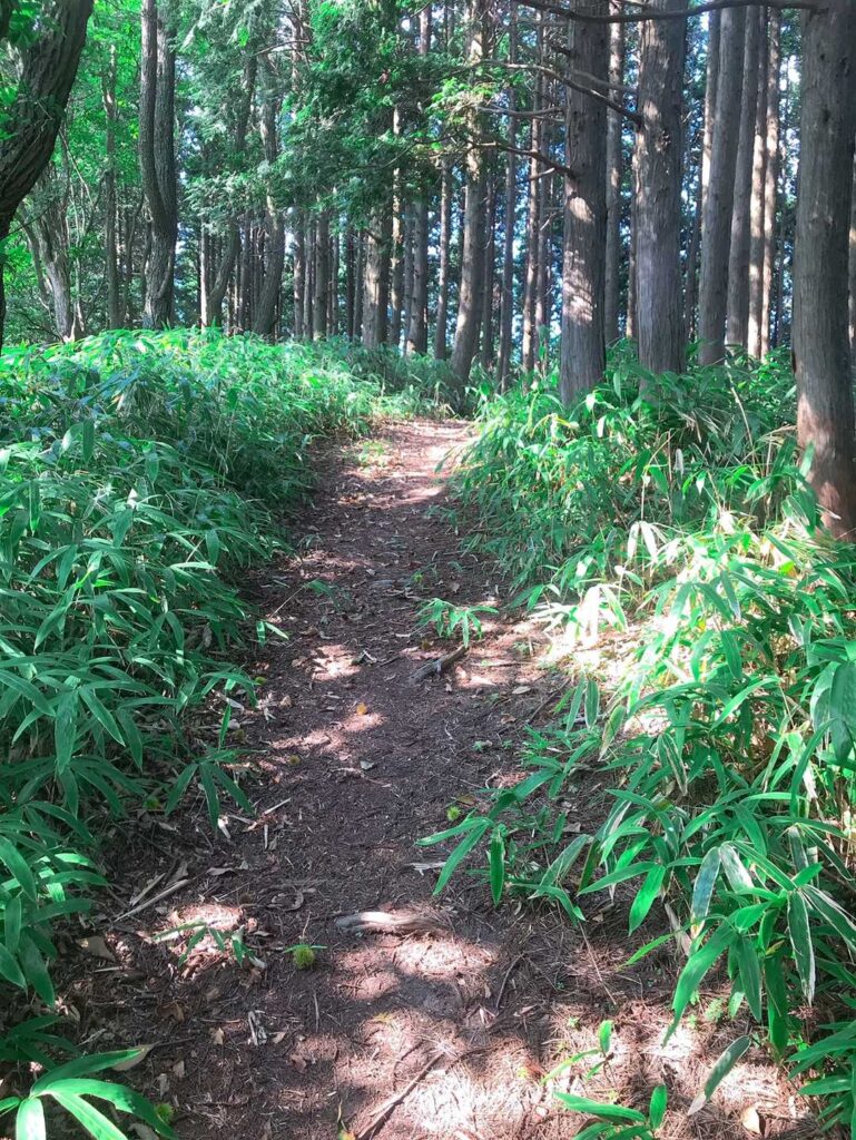 笹原の中の山道