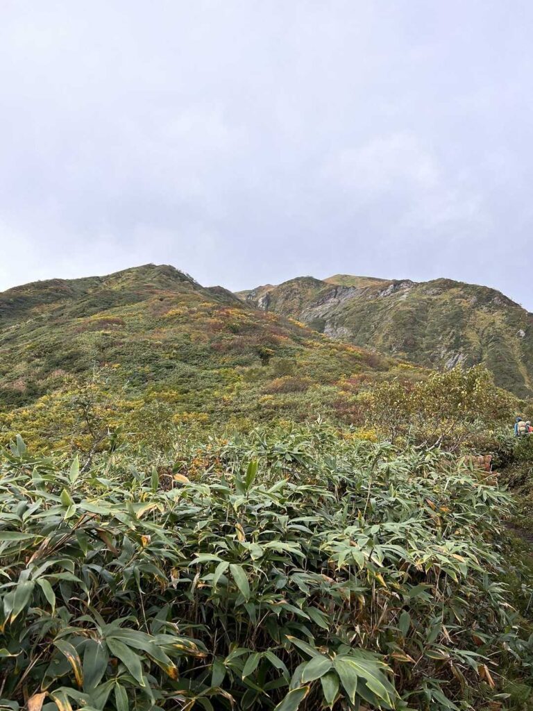 赤く色づいた木々