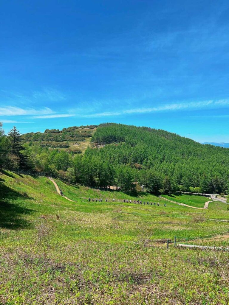 ありんこみたい🐜