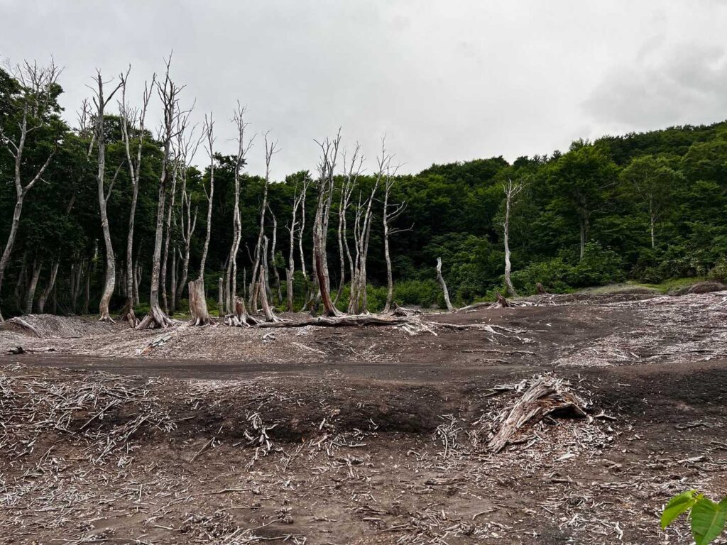 枯れた木々が立ち並ぶエリア