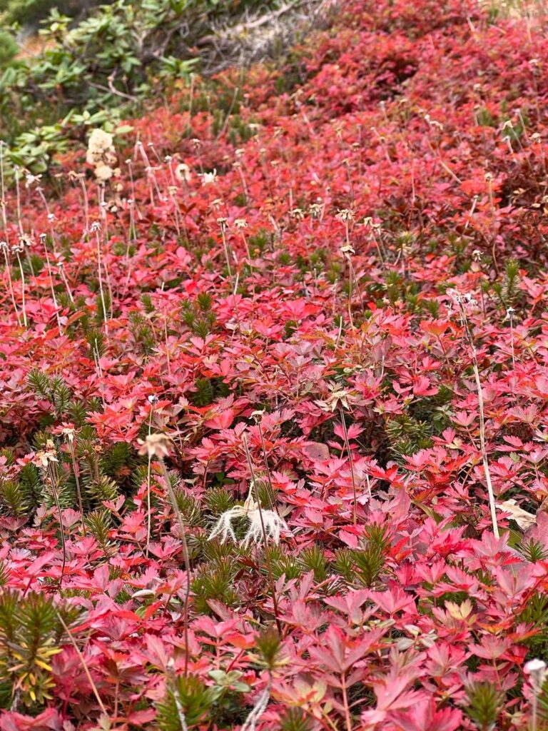 真っ赤に紅葉したチングルマ