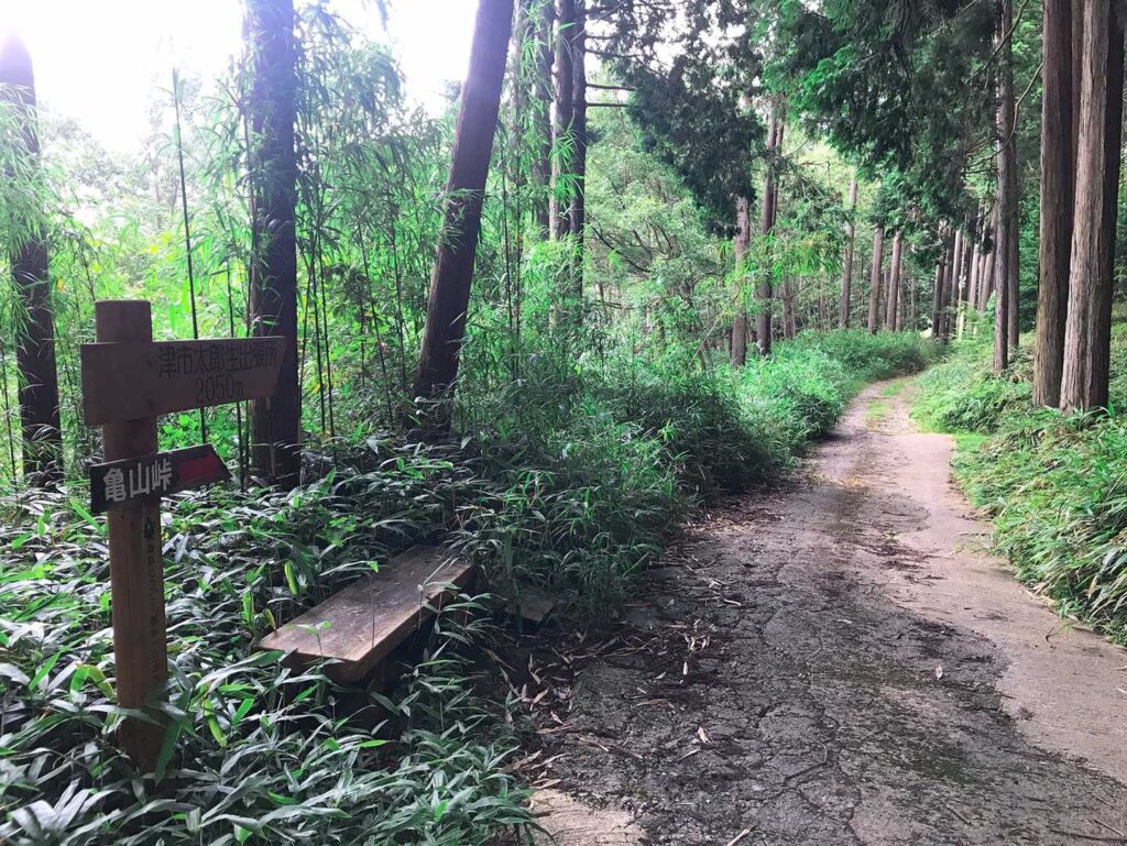 杉林の分岐点、ベンチあり