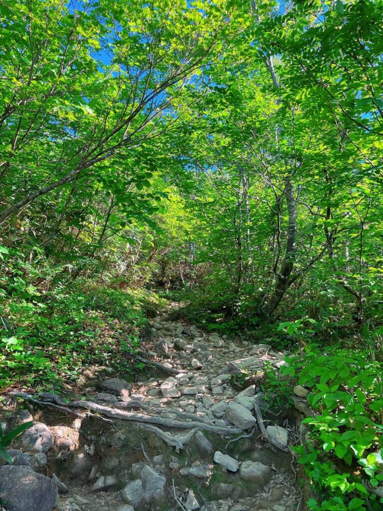 木漏れ日が差し込む樹林帯