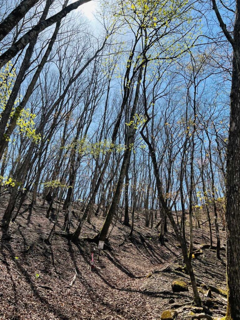 登山道の様子
