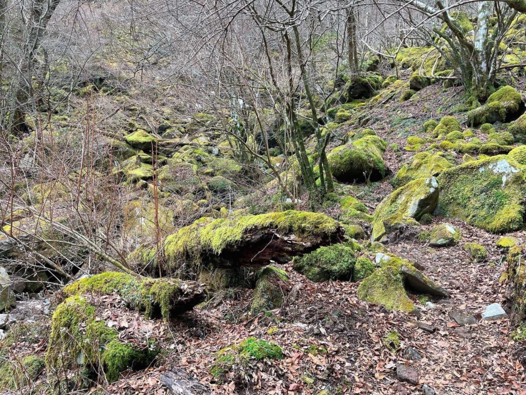 迷いやすい分岐（左が正解）
