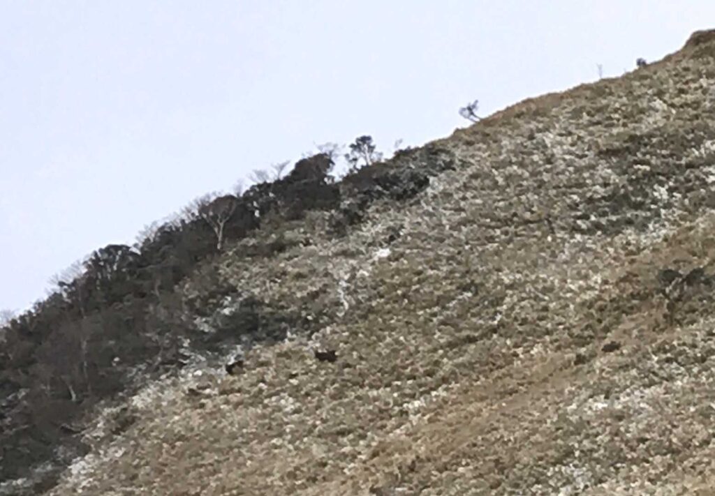 鹿さんを探せ‼️