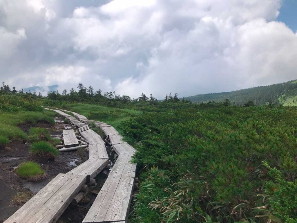 高層湿原の木道