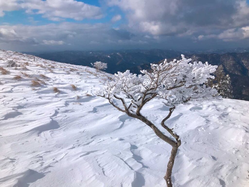 雪の林の中、自然の美しさに見惚れる