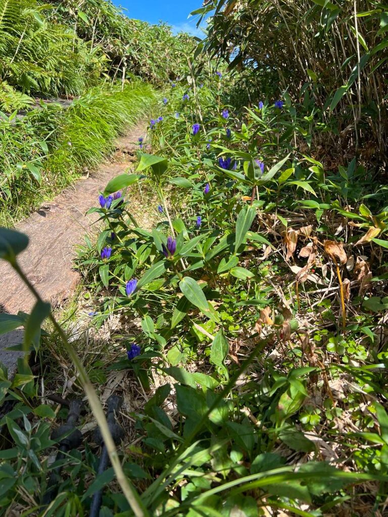 中門岳への木道