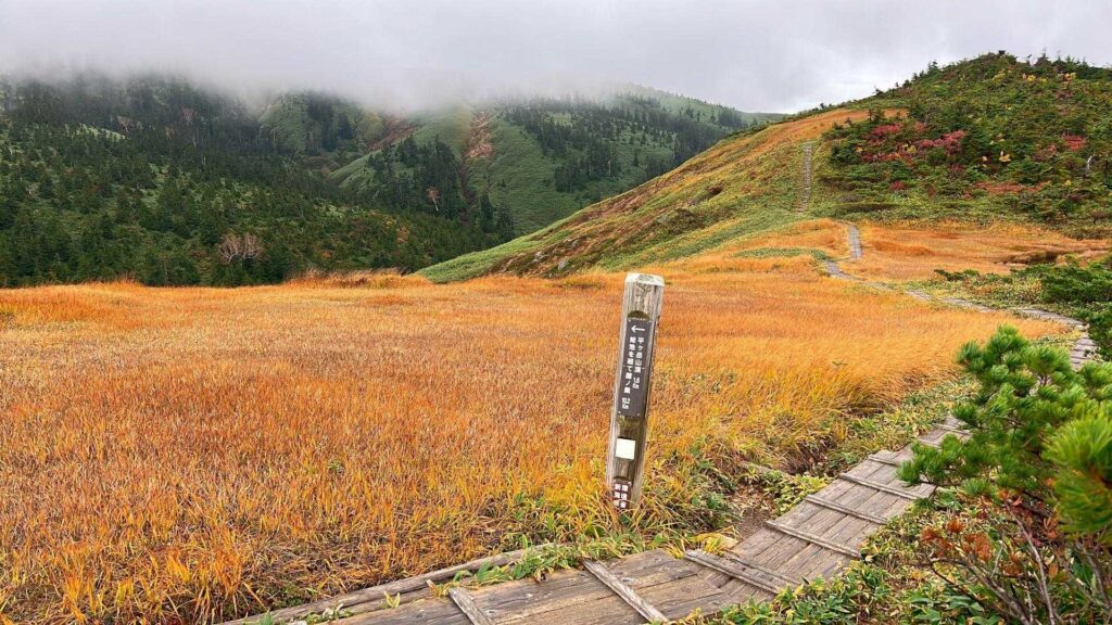 風が強い稜線の木道と紅葉の草原